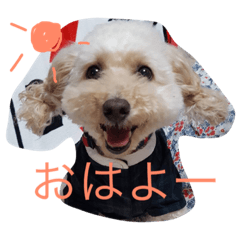 [LINEスタンプ] タカハシさん家のchaiちゃん