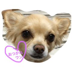 [LINEスタンプ] チワワワンスタンプ