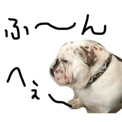 [LINEスタンプ] ブルドッグの鉄男