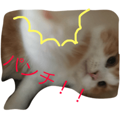 [LINEスタンプ] りゅうたろうくんの日常