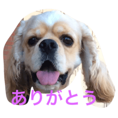 [LINEスタンプ] トフィとチョコ