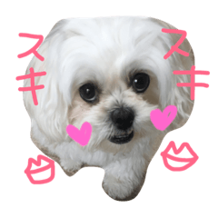 [LINEスタンプ] ペキプーのチェリン