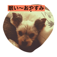[LINEスタンプ] ヨーキー、rena