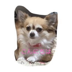 [LINEスタンプ] わちわちちわわ