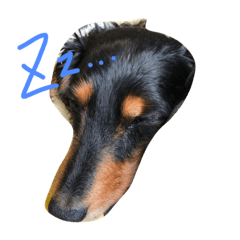 [LINEスタンプ] ソアラちゃん