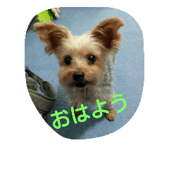 [LINEスタンプ] momo  vol.1