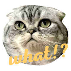 [LINEスタンプ] Can Can Cat v.1