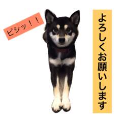 [LINEスタンプ] 黒柴あずき4