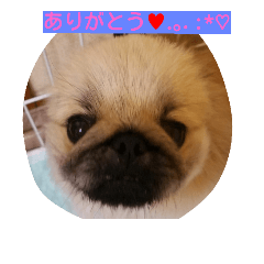 [LINEスタンプ] cawaii Dog