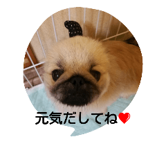 [LINEスタンプ] ペキニーズのプリン