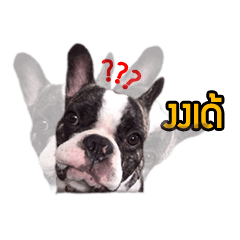 [LINEスタンプ] Oreo frenchie