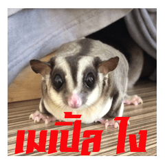 [LINEスタンプ] MAPLE (sugarglider)