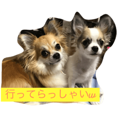 [LINEスタンプ] チワワのみき❤️ゆき