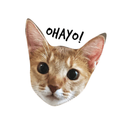 [LINEスタンプ] ちいさなあんず