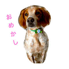 [LINEスタンプ] こてつ02