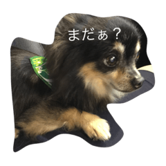 [LINEスタンプ] チワワのもーちゃん