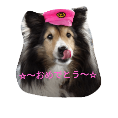 [LINEスタンプ] シェルティーの☆シェリーちゃん☆