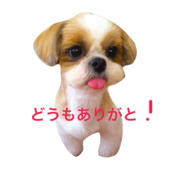 [LINEスタンプ] シーズーのいちこ