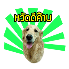 [LINEスタンプ] Phanin