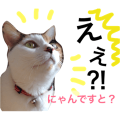 [LINEスタンプ] ちょっとていねいな三毛猫