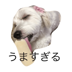 [LINEスタンプ] ちーとくう