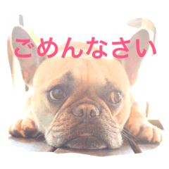 [LINEスタンプ] フレンチブルドックのせせりさん3