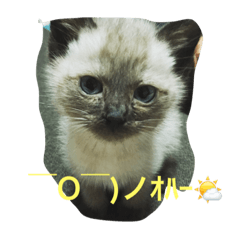 [LINEスタンプ] ねこ あいさつ