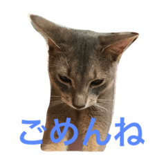 [LINEスタンプ] cute cats stamps！