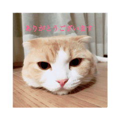 [LINEスタンプ] スコのこてつさん②