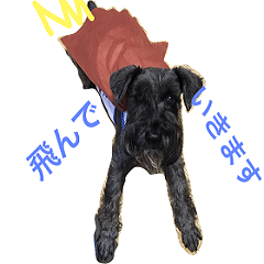 [LINEスタンプ] 黒シュナおときち