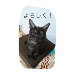 [LINEスタンプ] うちのコマ
