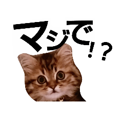 [LINEスタンプ] リアルねこ ふわもふ ミトン ②