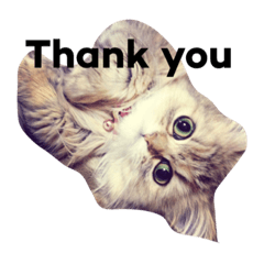 [LINEスタンプ] 猫のスマイルスタンプ