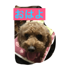 [LINEスタンプ] 3dog of our house