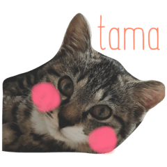 [LINEスタンプ] 私のたまちゃん