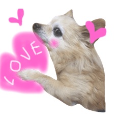 [LINEスタンプ] ポメっぽいけどチワワのハニたん