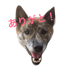 [LINEスタンプ] 柴犬・虎柴の慶次くんスタンプ