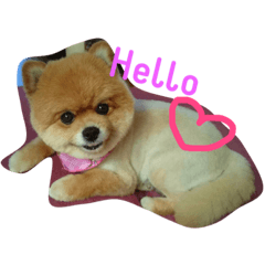 [LINEスタンプ] 我が家のアイドル♡ぽこちゃん
