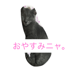 [LINEスタンプ] ニャンコスターズ