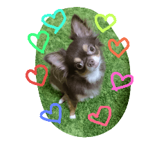 [LINEスタンプ] チワワのちゃいくんと仲間たち