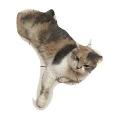 [LINEスタンプ] cat dogcat