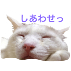 [LINEスタンプ] ゆるきゃっと