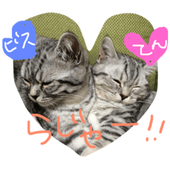[LINEスタンプ] Nyanko's