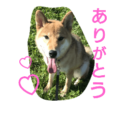 [LINEスタンプ] 柴犬コロちゃん