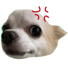[LINEスタンプ] チワワのラヴちゃん