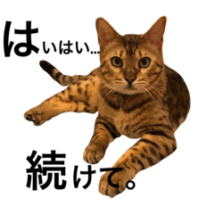 [LINEスタンプ] CATな普段使い