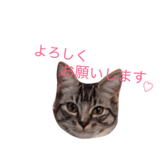 [LINEスタンプ] ぽろんとなつ