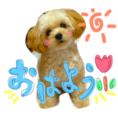 [LINEスタンプ] チワプーのかーるくん♫