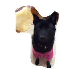 [LINEスタンプ] 甲斐犬すずちゃん