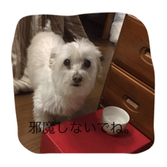 [LINEスタンプ] まろんの日常スタンプ